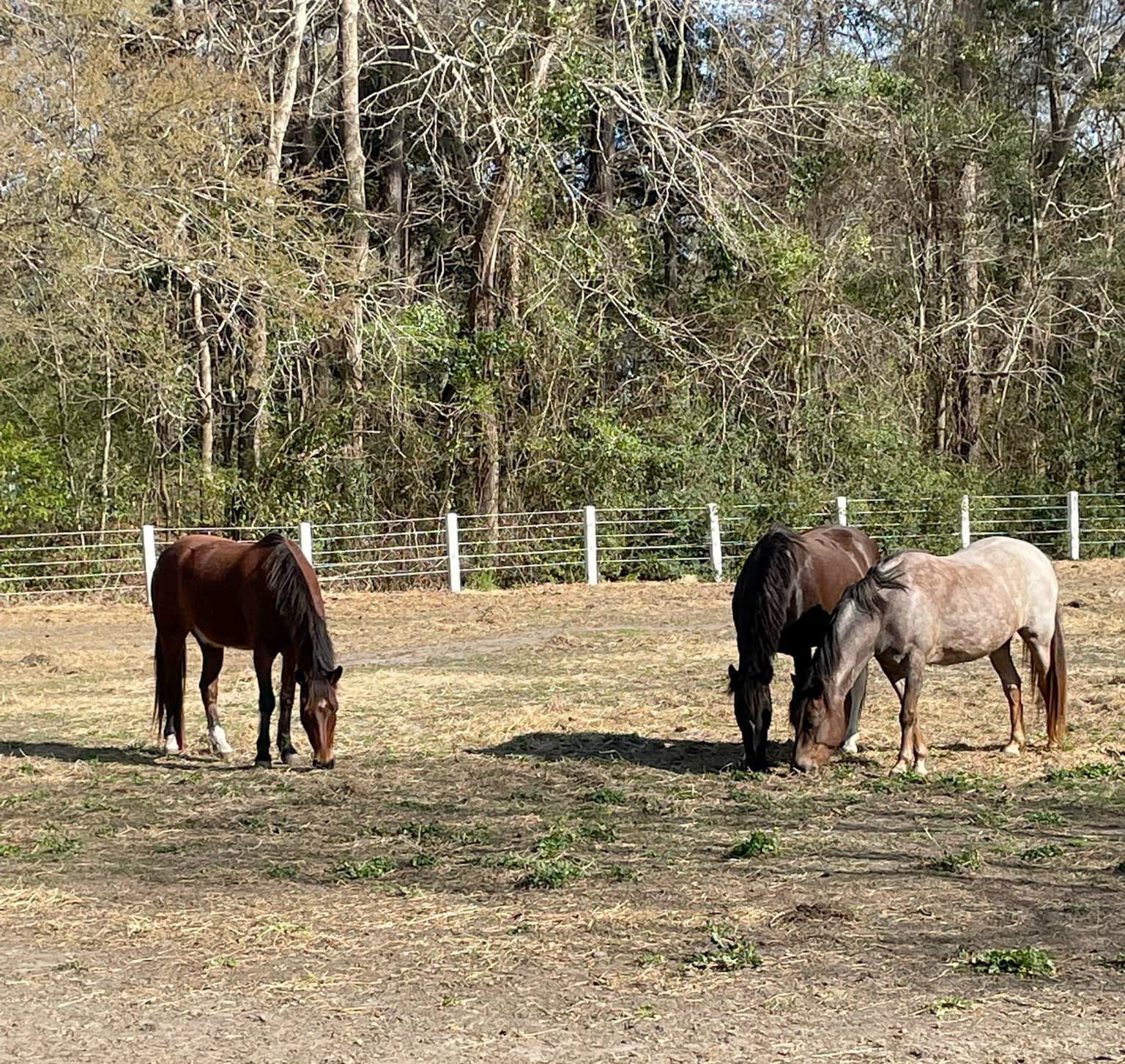 three horses graze in fenced field