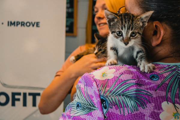 a gray and white kitten climbs on the shoulder of a humane society volunteer.